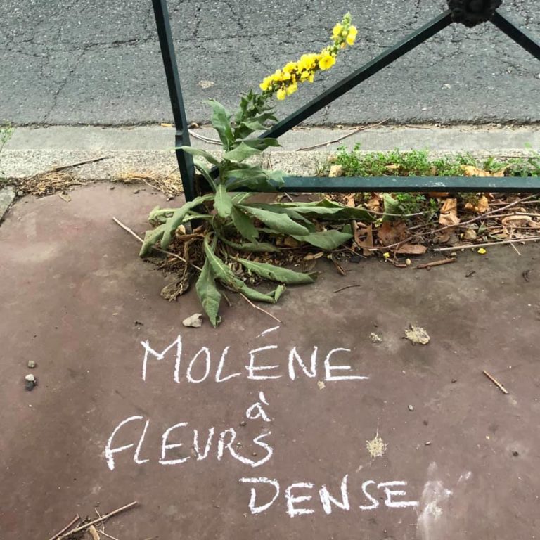 MOLENE À FLEURS DENSE